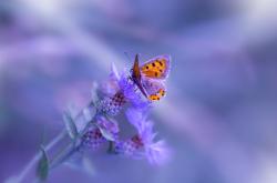 爱游戏在线-智利对阵喀麦隆，布鲁诺如何以一人之力带动全队节奏