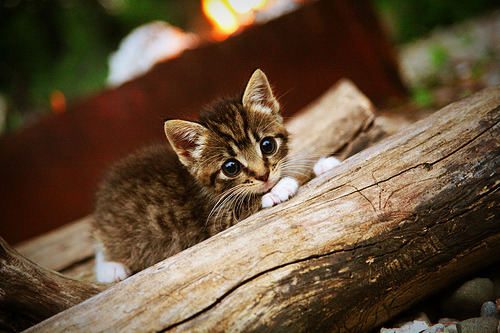 武切维奇个人能力完全展现,骑士强势晋级辽宁队—现代篮球的战术与意志之争