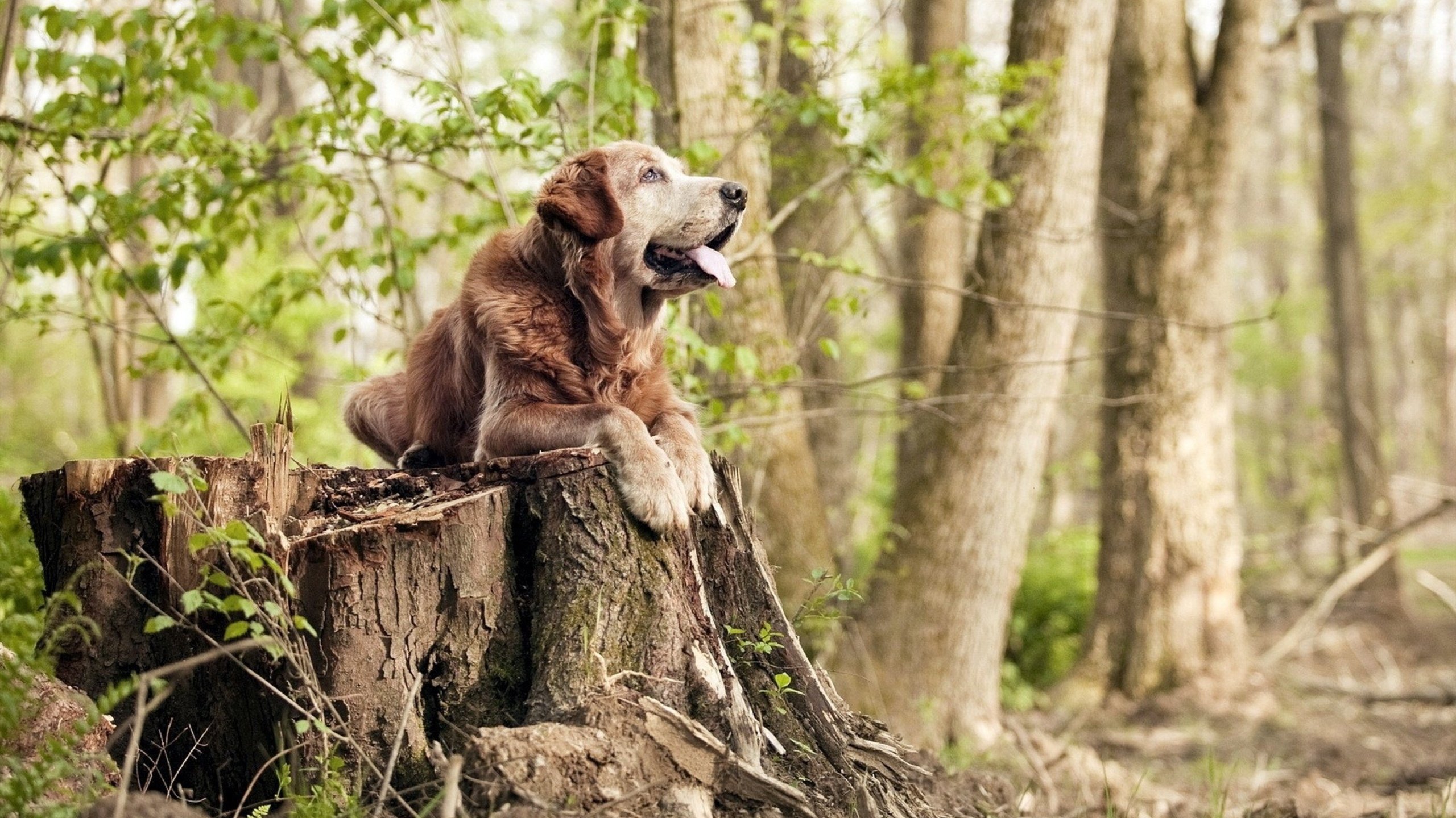当安哥拉在战场击溃乌克兰,蒂亚戈在欧冠决赛接管比赛,两个战场,一种胜利意志